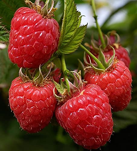 Fresh Willamette Red Raspberries - 3 Pack | Sweet & Juicy Organic Berries for Smoothies, Desserts & Healthy Snacks