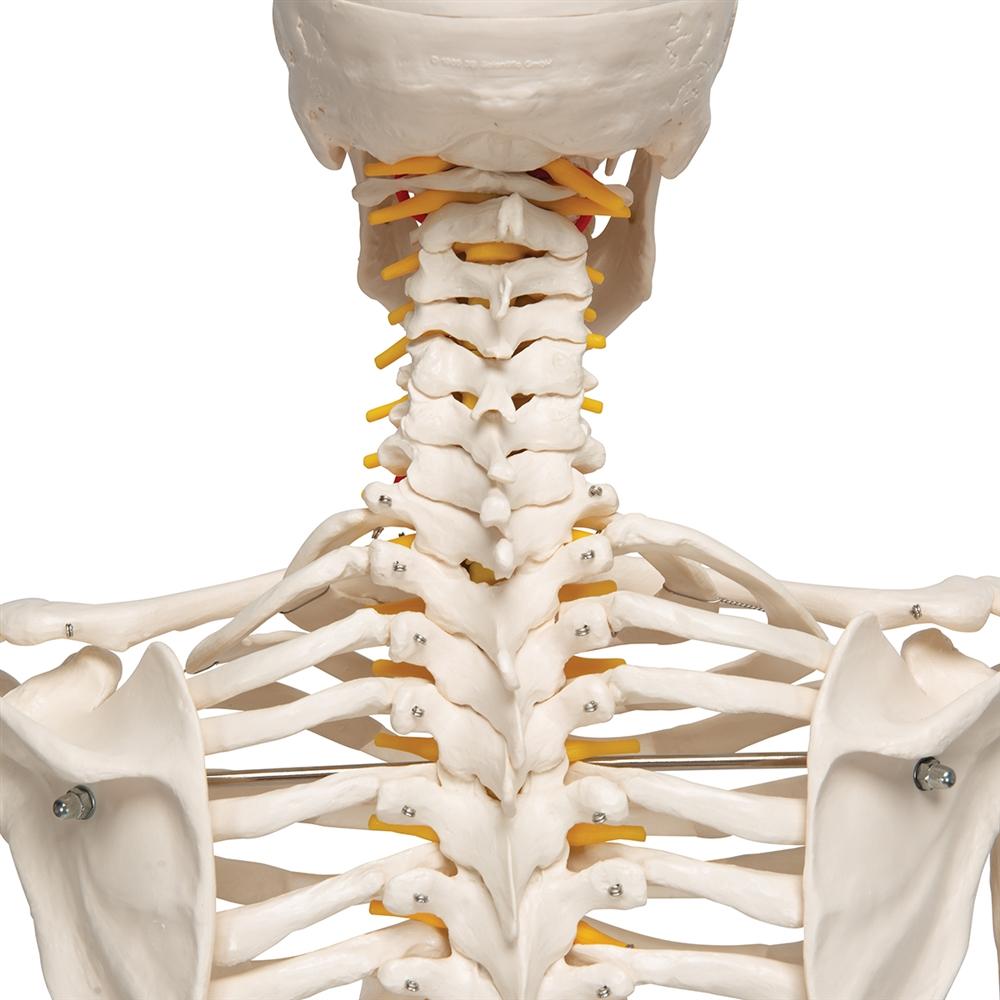 Fred Flexible Skeleton Model with Pelvic Stand - Anatomical Science Display for Medical Education, Halloween Decor & Office Decoration