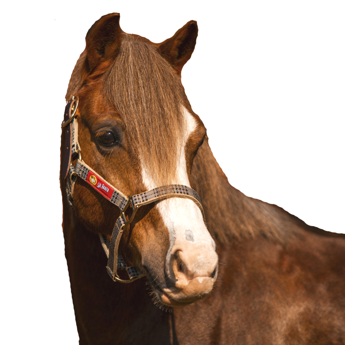 5/A Baker Breakaway Halter with Full Leather Crown - Durable Horse Training Equipment for Western Riding & Rodeo Events