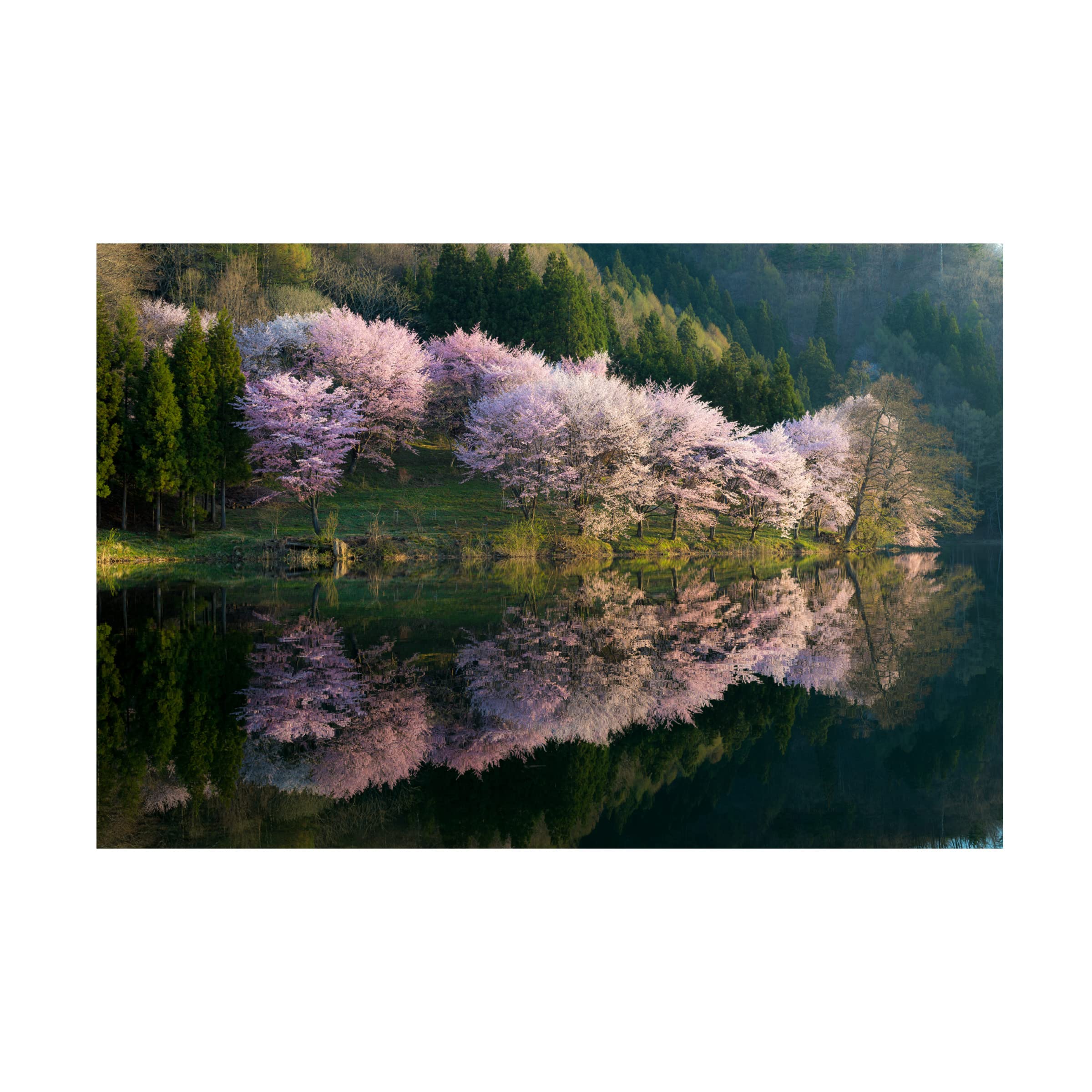 Trademark Fine Art 'Sakura' Canvas Print by Tatsuki Ito - Japanese Cherry Blossom Wall Decor for Living Room, Bedroom & Office