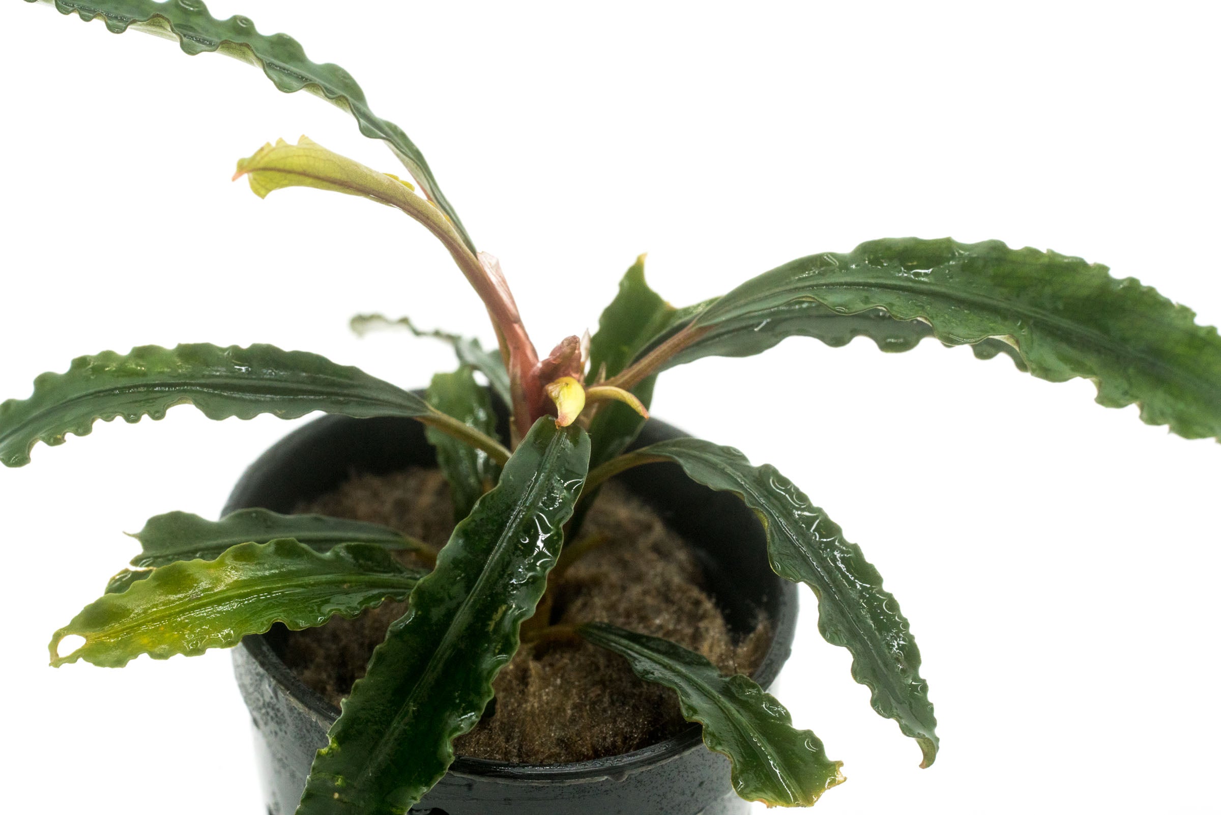 Bucephalandra Theia Live Aquarium Plant - Rare Aquatic Plant for Fish Tanks, Aquascaping & Nano Tanks (Perfect for Shrimp & Betta Fish Habitats)