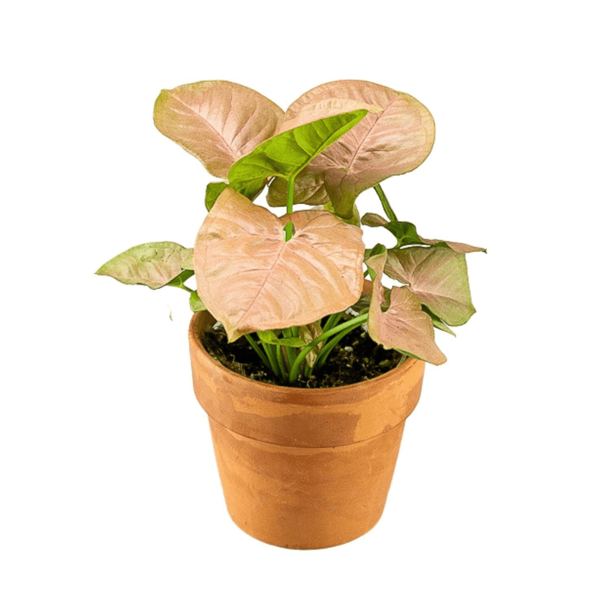 Pink Allusion Syngonium Plant - Rare Tropical Houseplant for Home & Office Decor | Perfect for Indoor Gardens, Living Rooms, and Gift Giving