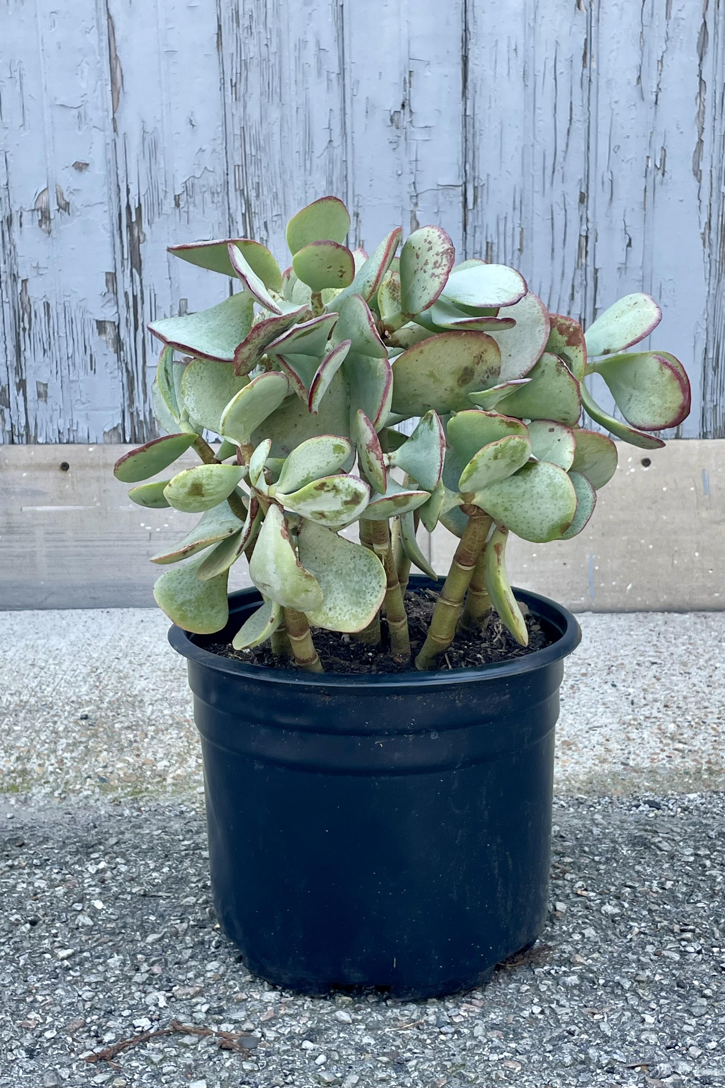 Crassula Arborescens Silver Dollar Jade - 10 Inch Succulent Plant for Home Decor, Office, and Garden | Easy Care Indoor Houseplant for Beginners