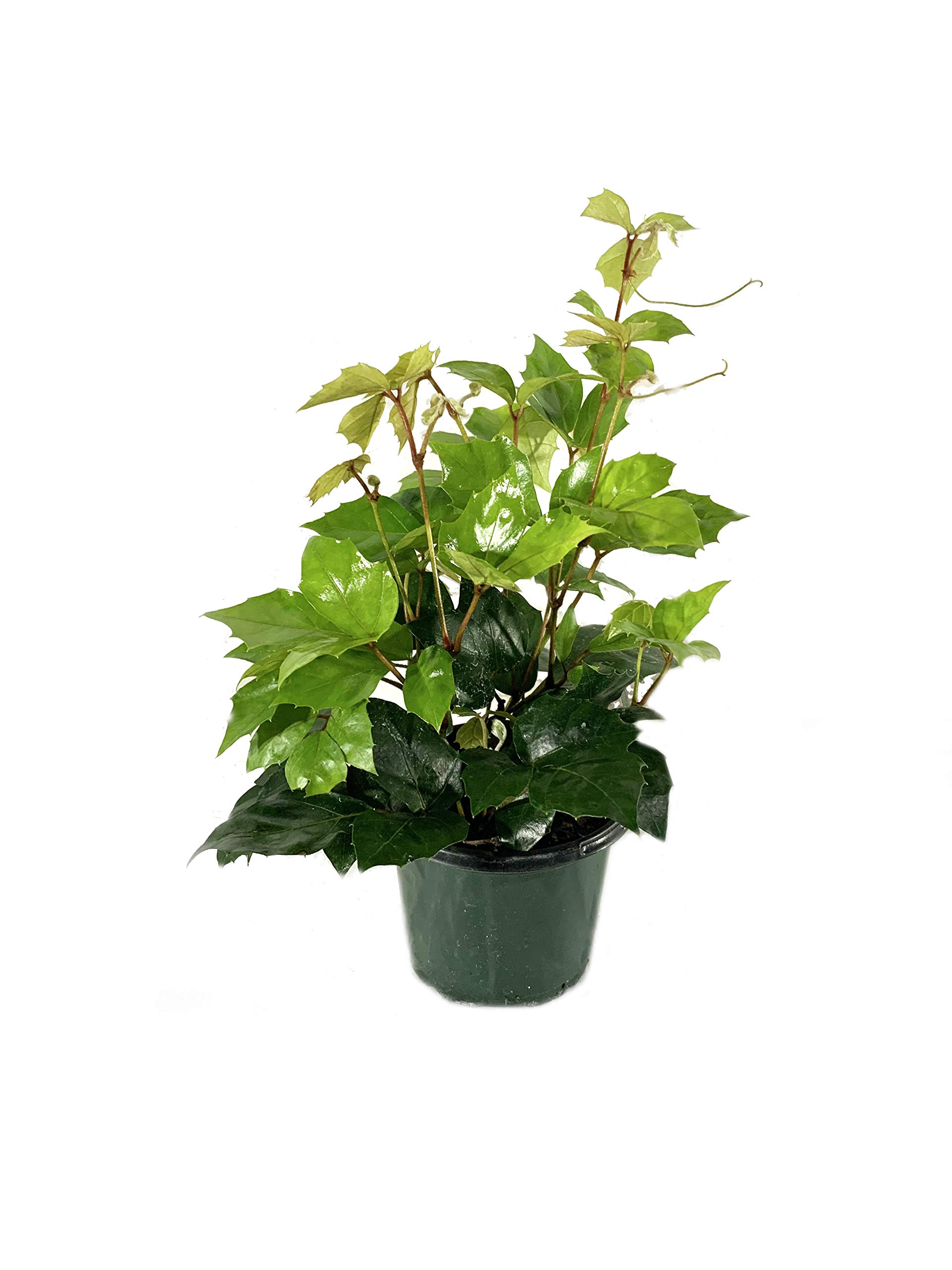 Grape Ivy (Cissus Rhombifolia) - 5 Live Plants in 4 Inch Pots - Easy Care Indoor Houseplant Vine for Home Decor, Office & Hanging Baskets