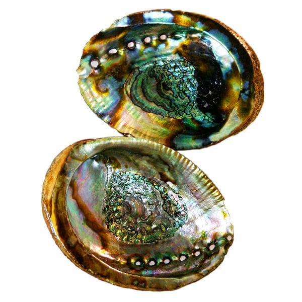Natural Abalone Shells for Home Decor, Jewelry Making & Crafts – Perfect for Beach Wedding Centerpieces, DIY Projects & Coastal Decor