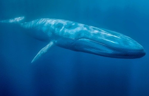 Blue Whale Glossy Poster - High Quality Marine Mammal Photo Print & Banner for Wall Decor - Perfect for Ocean Themed Rooms, Classrooms, and Aquariums