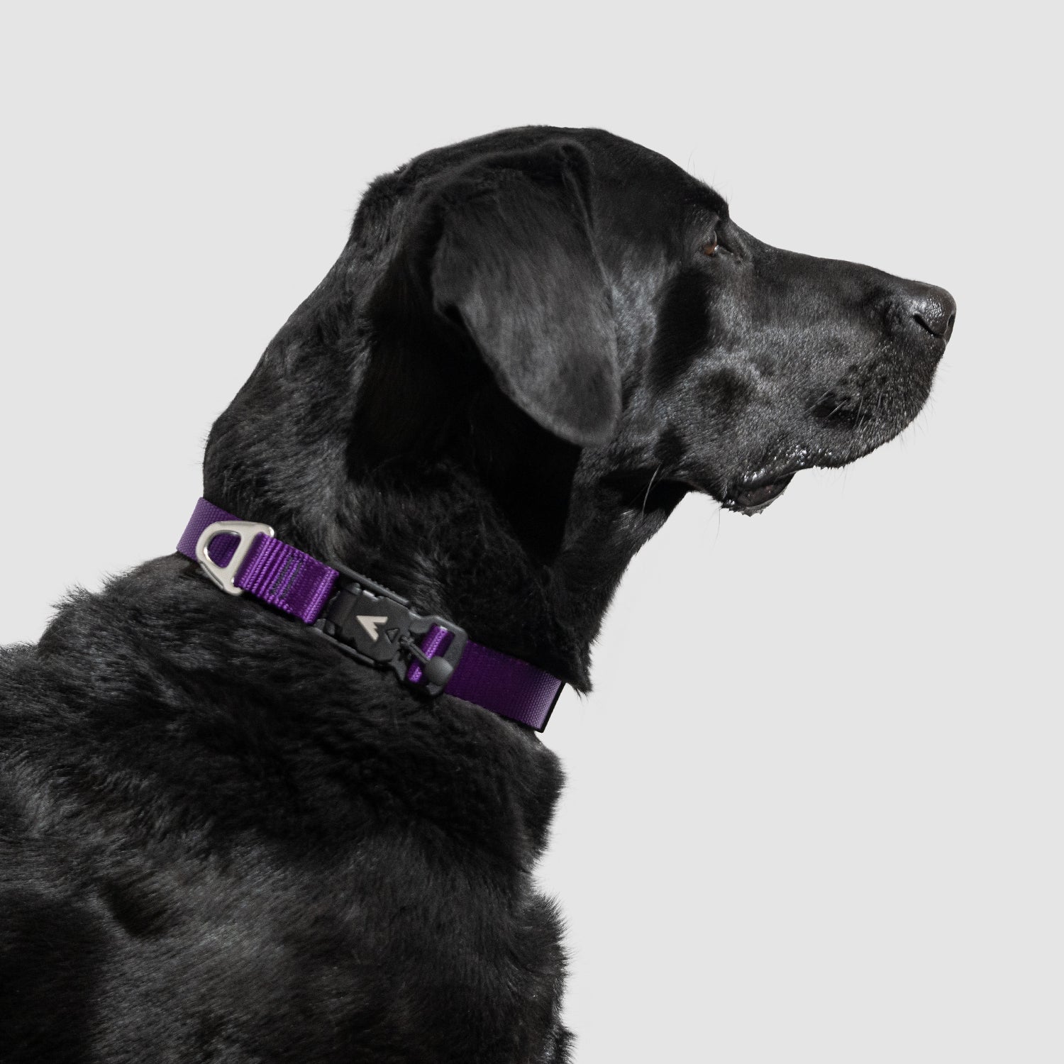 Lifetime Lite Collar - Durable Adjustable Dog Collar for Small & Medium Dogs - Perfect for Daily Walks, Training & Outdoor Adventures
