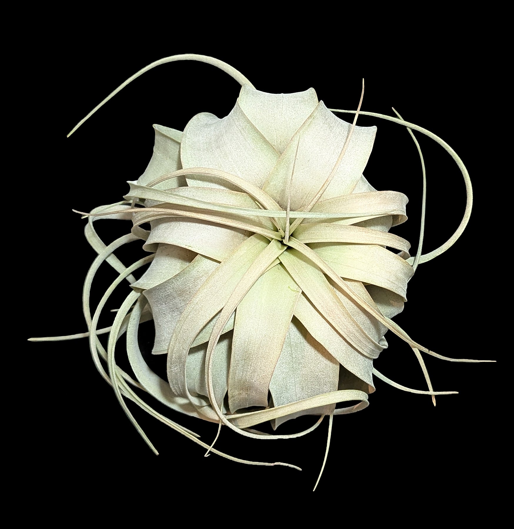 Tillandsia Xerographica Air Plant - Large Low Maintenance Indoor Plant for Home Decor, Terrariums, and Office Spaces