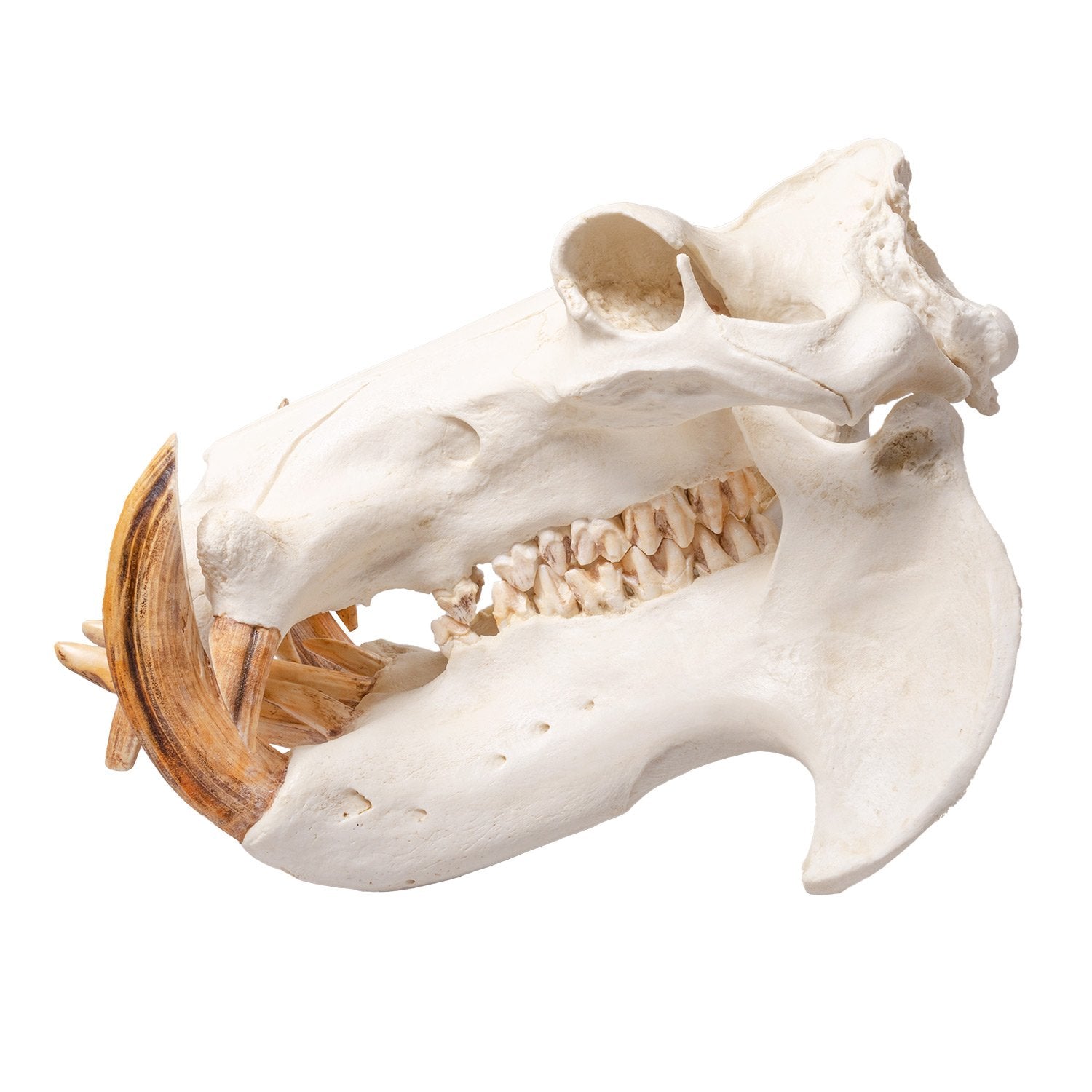 Replica Hippopotamus Skull - Lifelike Animal Skull Model for Home Decor, Educational Display & Halloween Props | Durable Resin Casting for Collectors & Science Enthusiasts