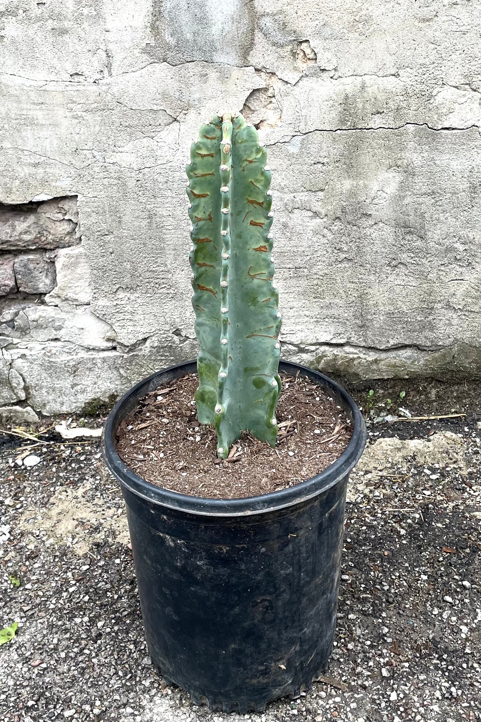 Cereus Peruvianus #5 - Live Cactus Plant for Home & Garden Decor | Perfect for Indoor Succulent Arrangements and Outdoor Landscaping