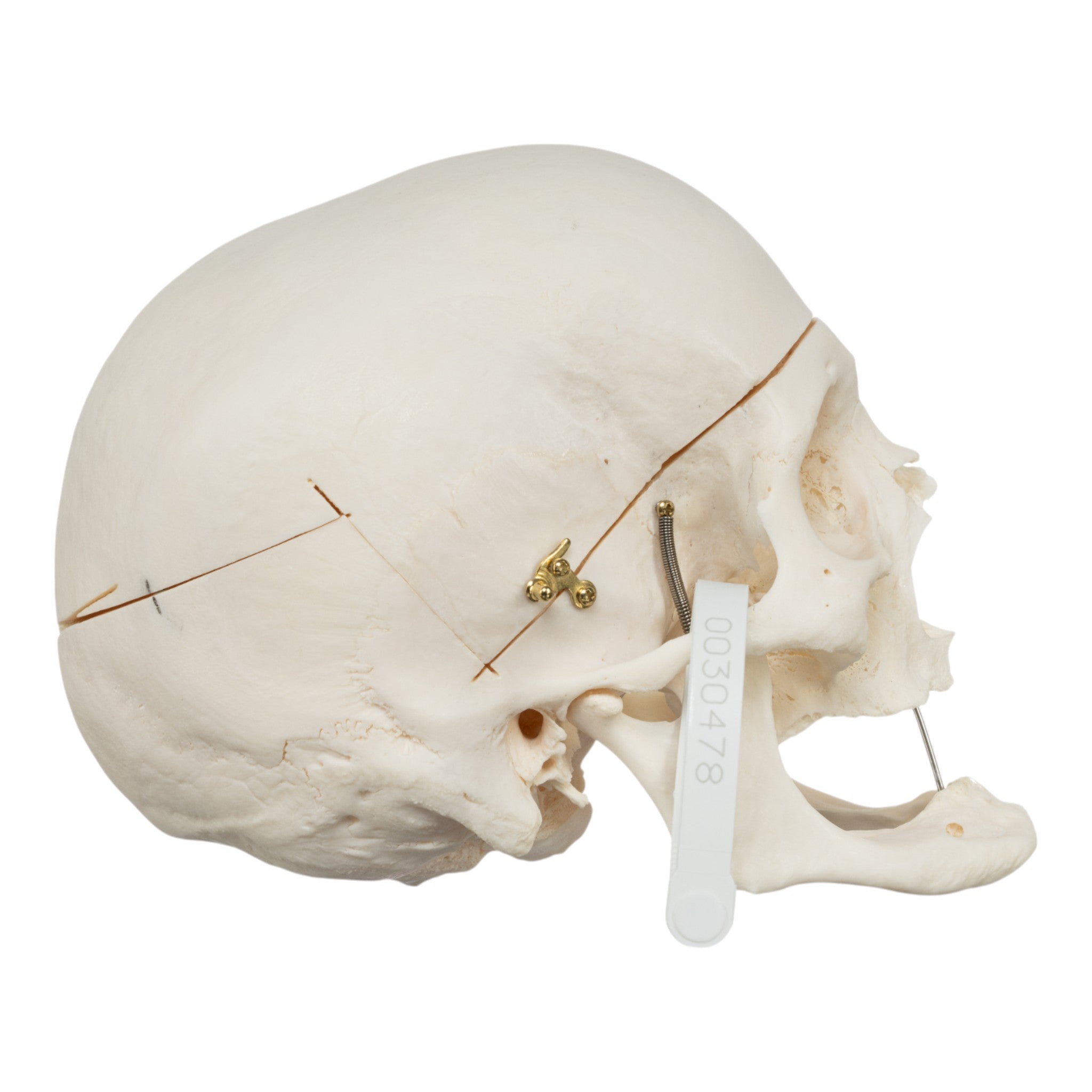 Premium Anatomical Human Skull Model - Accurate Medical & Educational Tool for Students, Doctors & Researchers | Perfect for Classroom, Lab & Medical Training