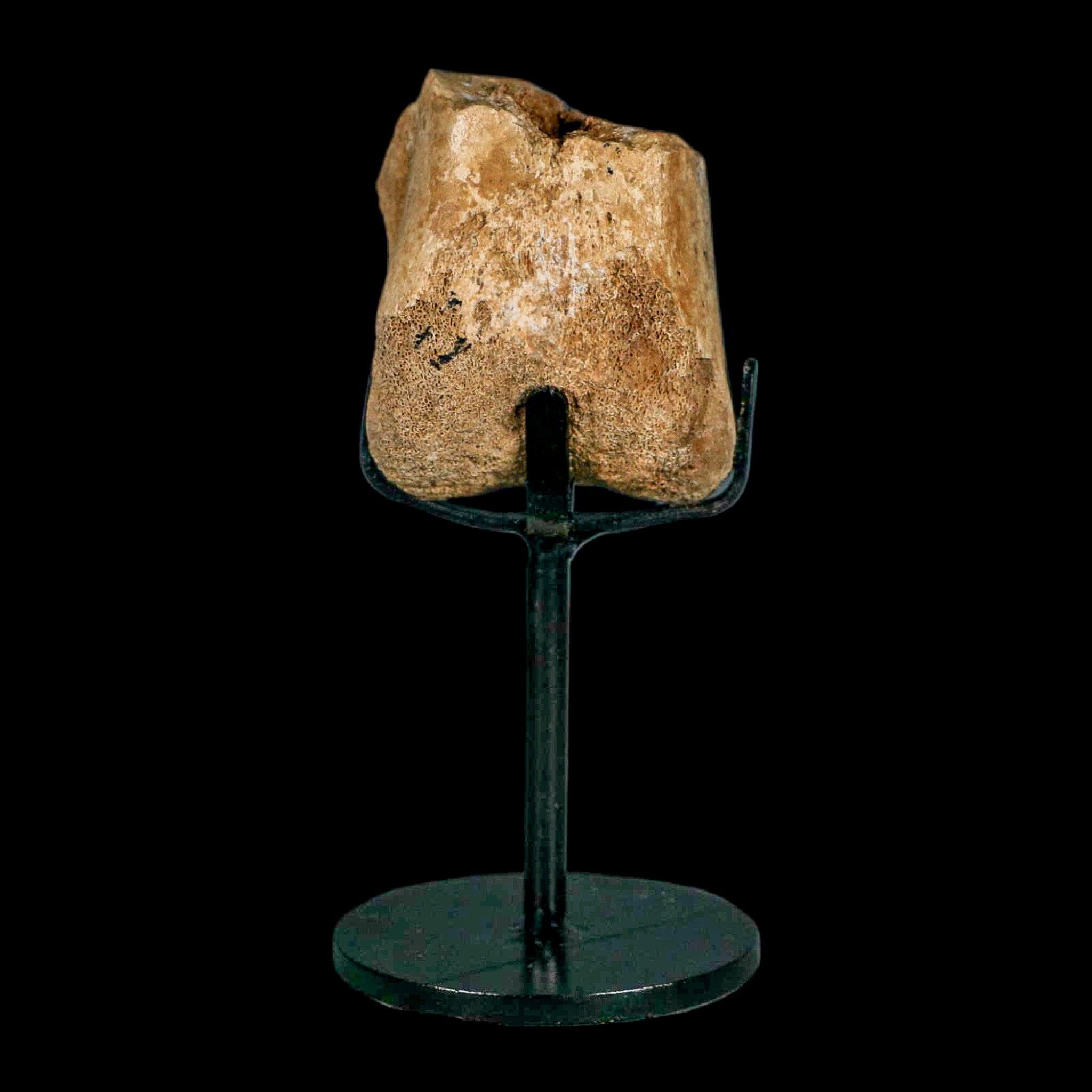 2 Authentic Hadrosaurus Fossil Femur Bone - Aguja Formation Texas, Dinosaur Fossil from Cretaceous Period with COA & Display Stand | Perfect for Paleontology Collectors, Museum Displays & Educational Use