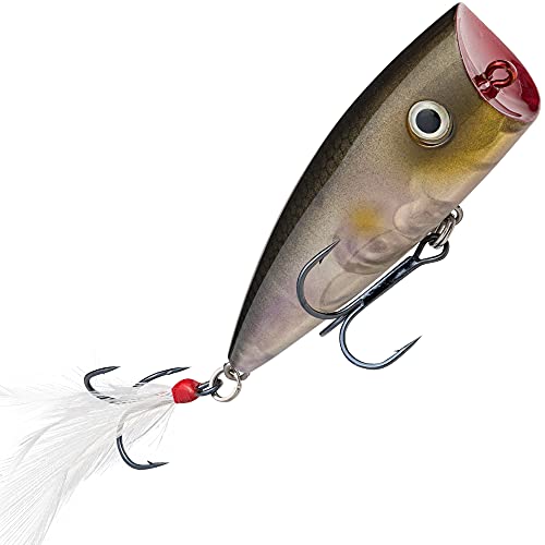 Clearwater Minnow