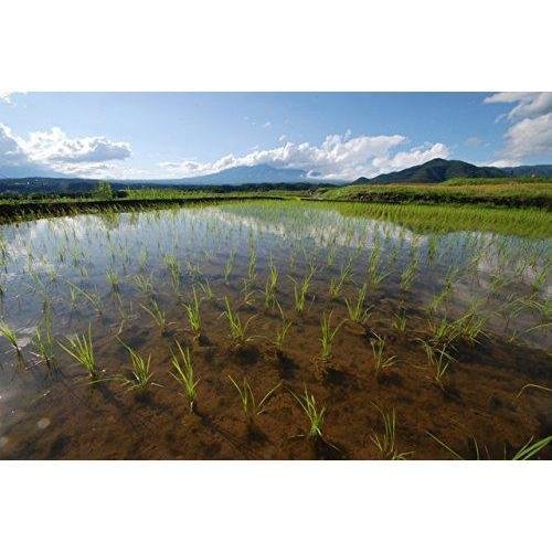Organic Kuromai Japanese Black Rice 450g - Premium Glutinous Rice for Sushi, Rice Balls & Healthy Meals - Authentic Asian Pantry Staple