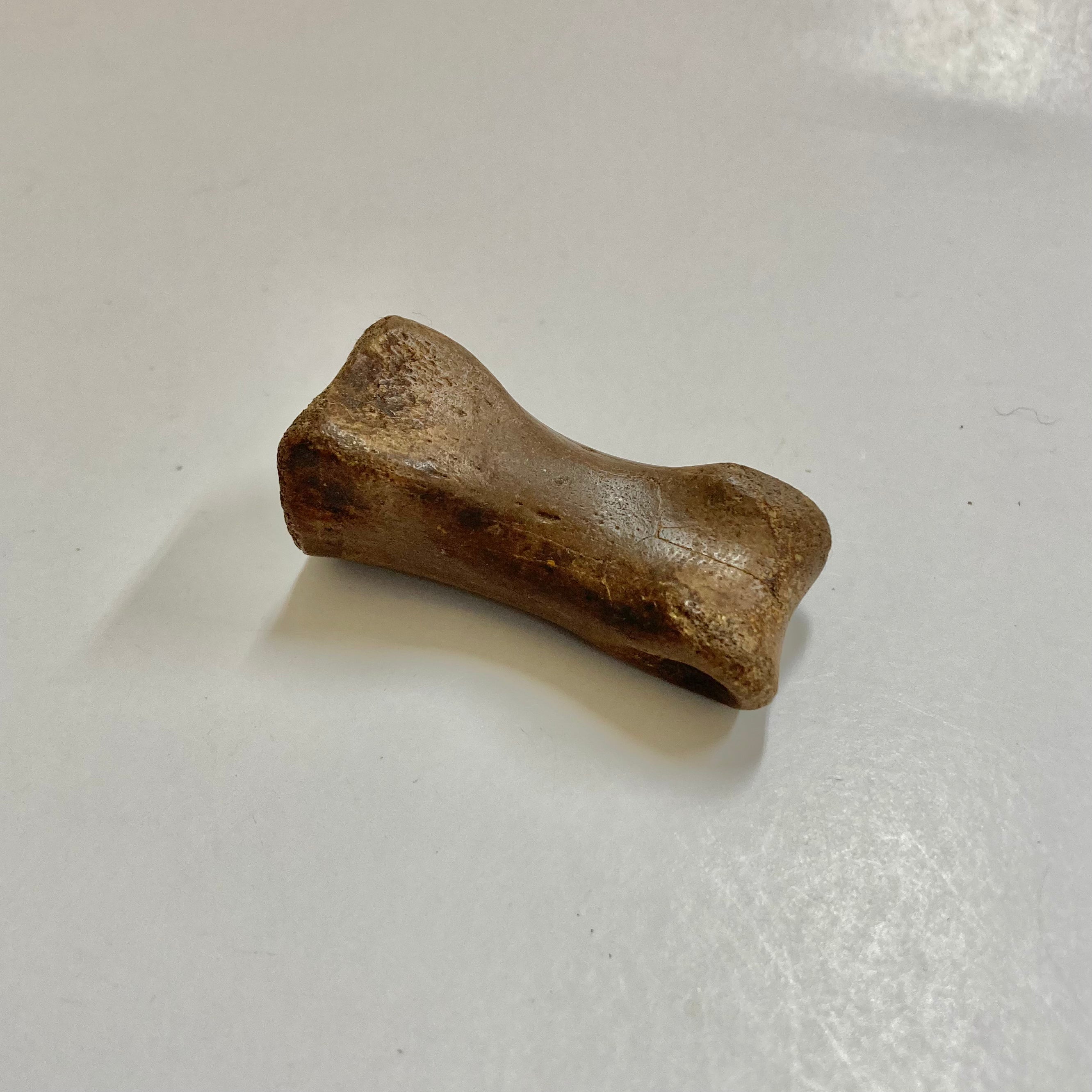Authentic Struthiomimus Dinosaur Finger Bone Fossil - Rare Prehistoric Collectible for Paleontology Enthusiasts & Science Education Display