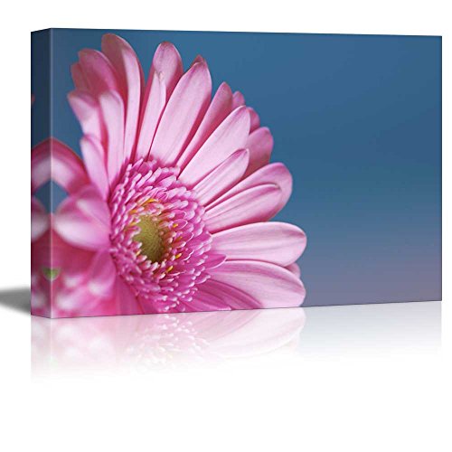 Gerbera