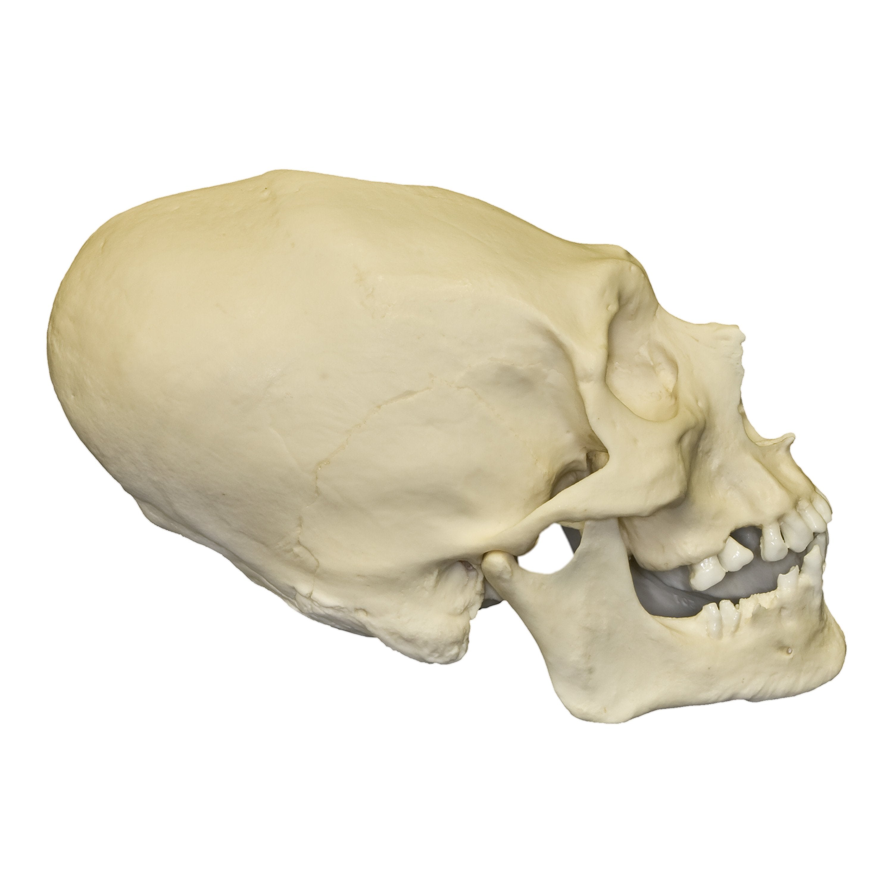 Authentic Replica Human Peruvian Male Skull with Cranial Binding & Trephination - Ancient Inca Ritual Artifact for Anthropology Study, Halloween Decor, and Unique Home Display