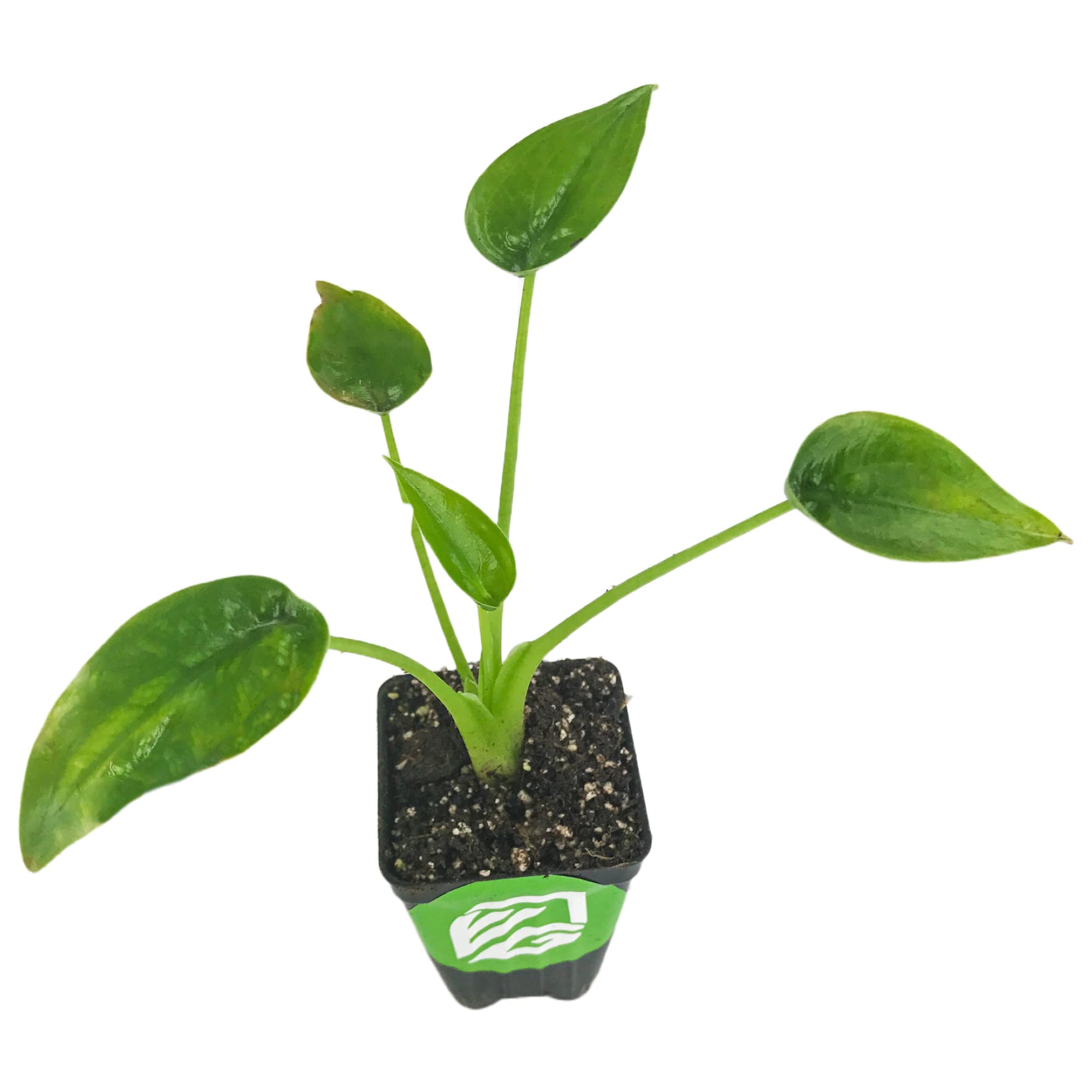 Alocasia Tiny Dancers Elephant Ear Live Plant - Exotic Tropical Houseplant for Home Decor, Office & Garden Landscaping