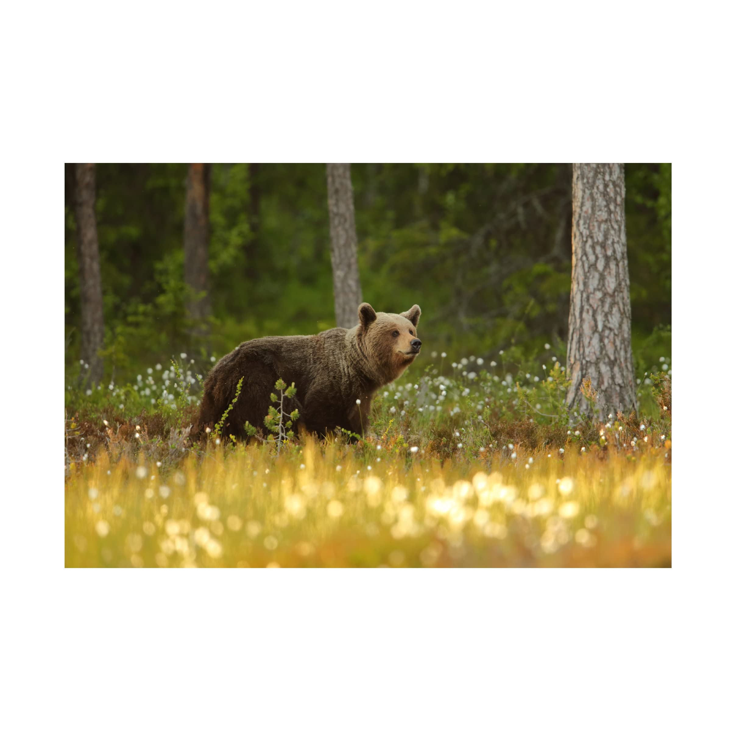 Trademark Fine Art 'Brown Bear' Canvas Wall Art by Assaf Gavra - Perfect for Living Room, Bedroom & Office Decor