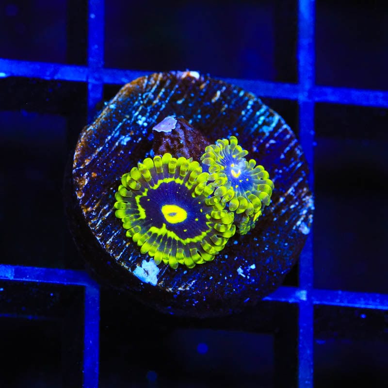 Exosphere Zoanthids Coral for Saltwater Aquariums - Vibrant Live Coral for Reef Tanks & Marine Aquascaping