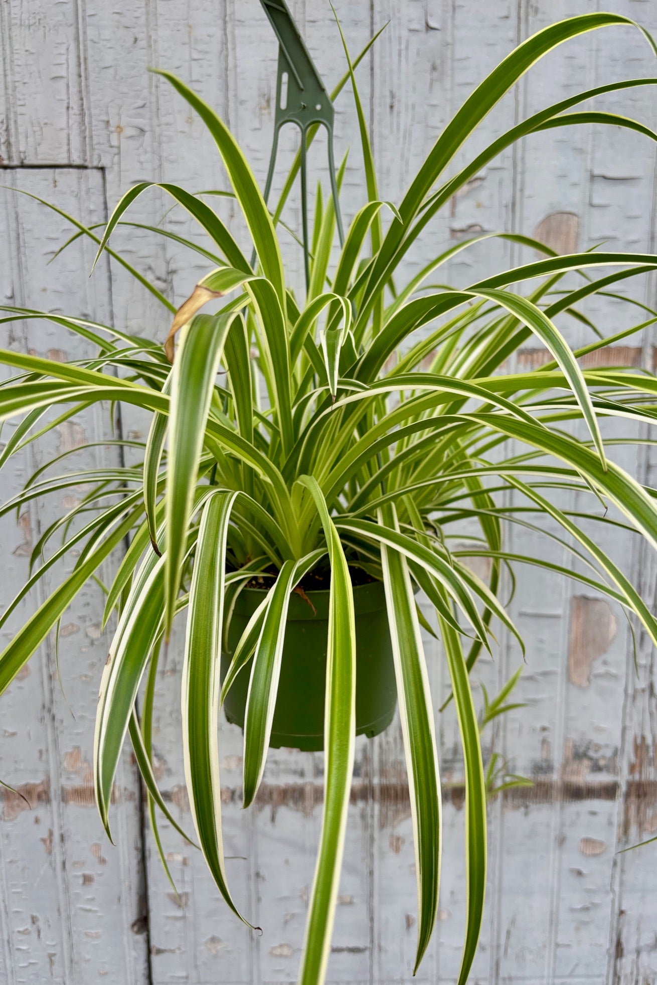 Chlorophytum comosum 'Reverse Variegatum' - 6 Inch Spider Plant with Unique Variegated Leaves | Perfect for Indoor Home Decor, Office Plants & Air Purification