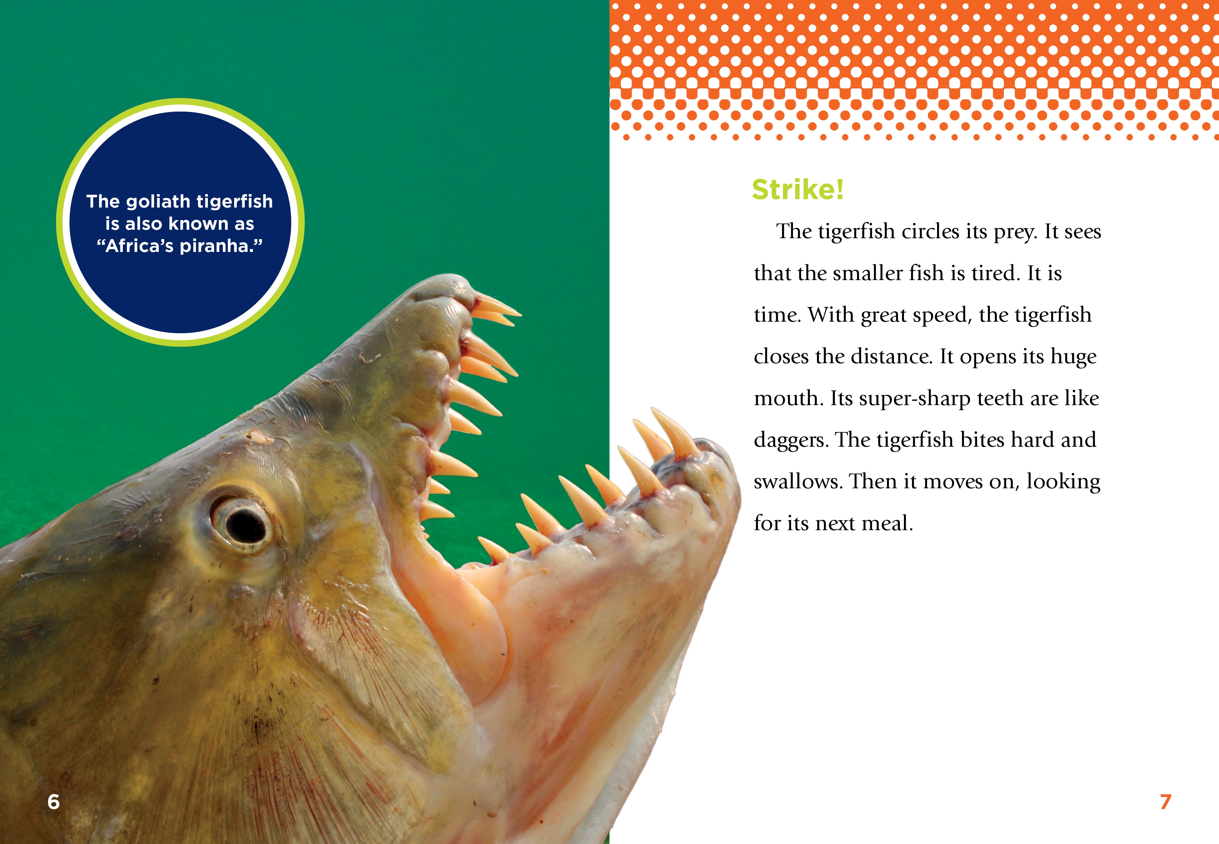 Goliath Tigerfish - Large Freshwater Predator Fish for Aquariums & Fishing - Perfect for Exotic Fish Tanks and Sport Fishing Adventures