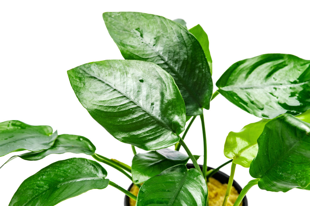 Anubias Nana Live Aquarium Plant - Easy Low Light Aquatic Plant for Fish Tanks, Aquascaping & Freshwater Aquariums - Perfect for Beginners & Shrimp Tanks