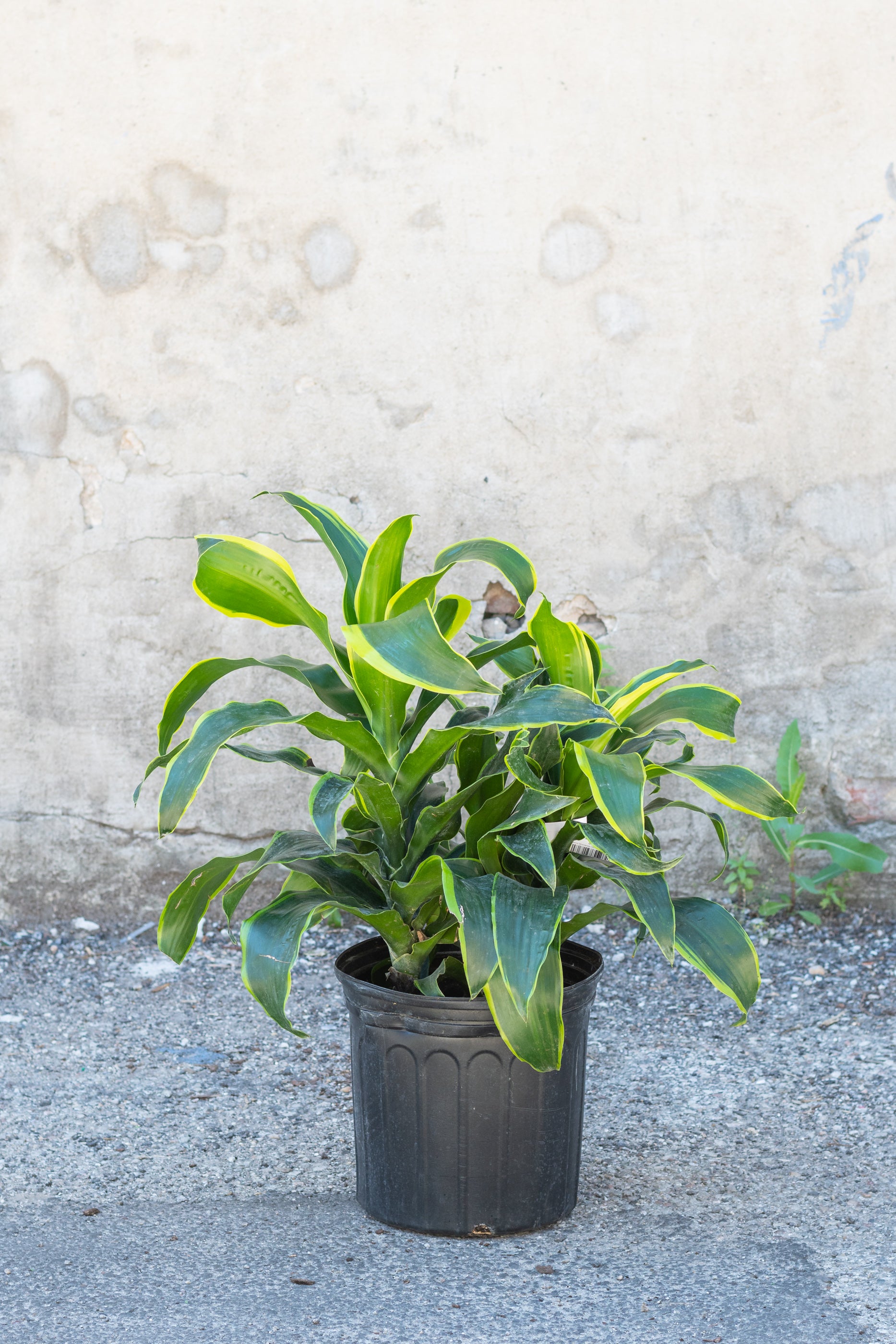 Dracaena Deremensis 'Dorado' 10-Inch Indoor Plant - Low Light Houseplant for Home & Office Decor | Perfect for Living Rooms, Bedrooms & Workspaces