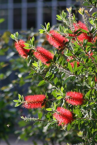 2 Pack Red Cluster Bottlebrush Trees - Artificial Flowers for Home Decor, Wedding Centerpieces, and Outdoor Landscaping