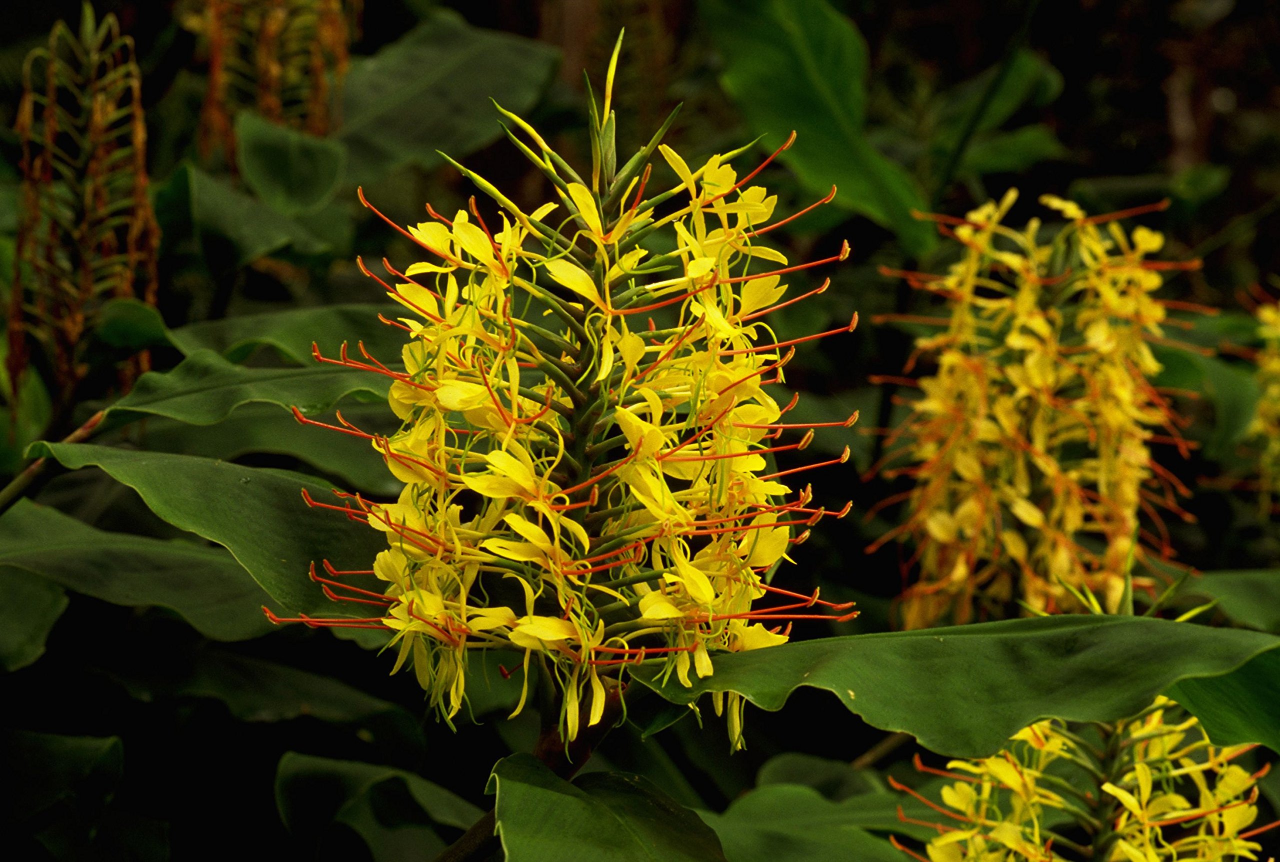 Hedychium Gardnerianum Yellow Kahili Ginger Plant Root - Live Tropical Flower Bulbs for Garden Planting (1 Pack) | Zone 5 Hardy | Perfect for Hawaiian-Themed Landscaping, Poolside Gardens & Exotic Flower Arrangements