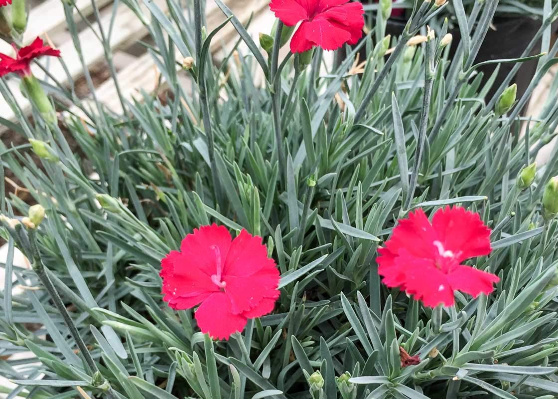 Frosty Fire Dianthus - 40 Live Plants - Dianthus Allwoodii - Fragrant Cold Hardy Groundcover for Rock Gardens, Borders & Landscaping