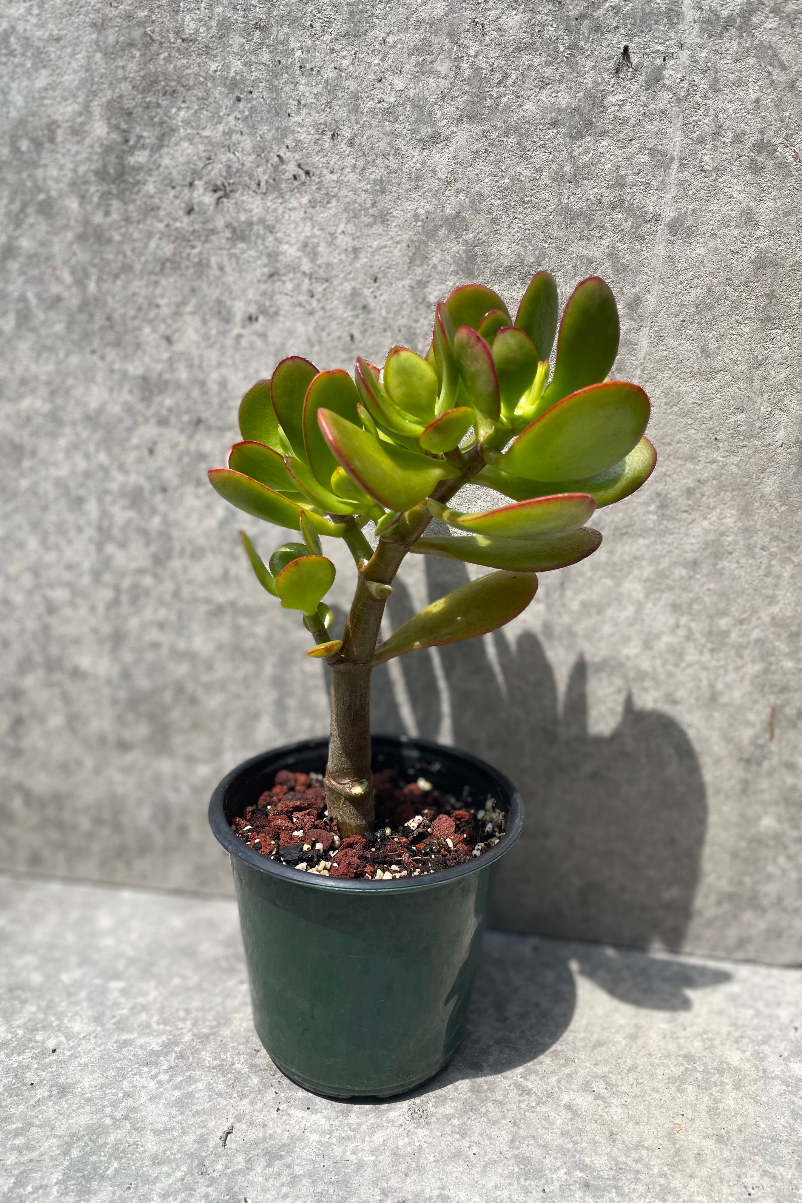 Crassula Ovata Jade Plant - 4