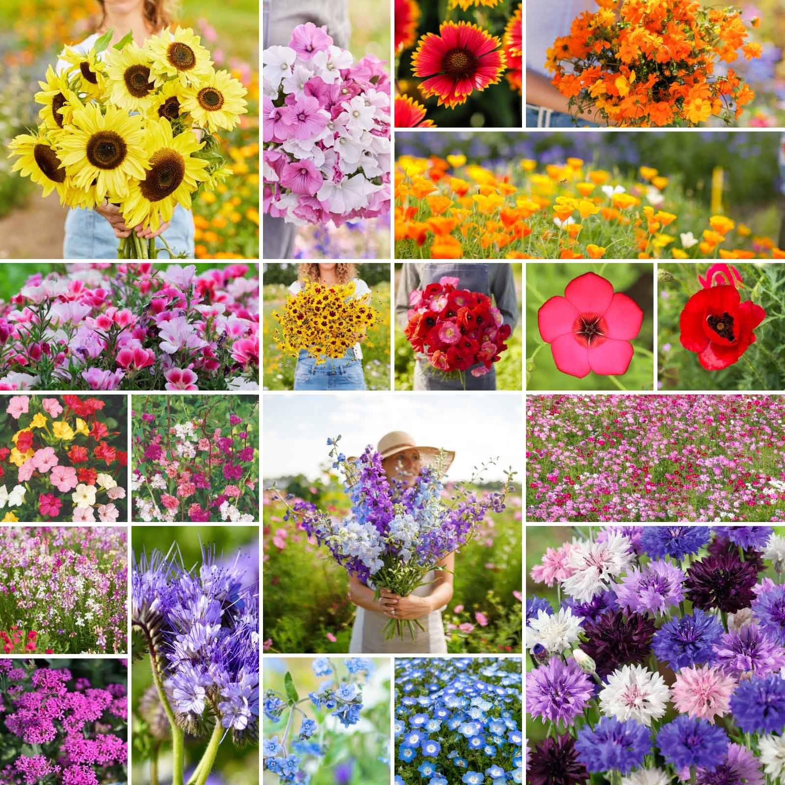 Eden Brothers Premium Wildflower Seed Mix - 1/4 lb (120,000+ Seeds) with Sunflower, Indian Blanket & Scarlet Flax | Annual Flower Seeds for Planting | Attracts Bees, Butterflies & Pollinators | Spring Planting for Zones 3-10 | Perfect for Gardens, Meadows & Landscaping