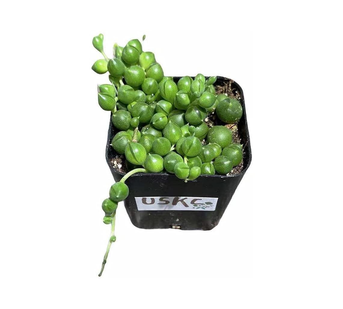 String of Pearls Live Trailing Plants - 2 Inch Pot Succulent for Home & Office Decor, Hanging Basket or Shelf Display
