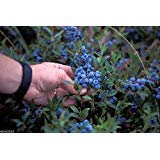 100 Seeds Lowbush Blueberry Seeds (Vaccinium Angustifolium) - High in Antioxidants, Sweet & Nutritious - Perfect for Home Gardens, Smoothies & Healthy Snacks