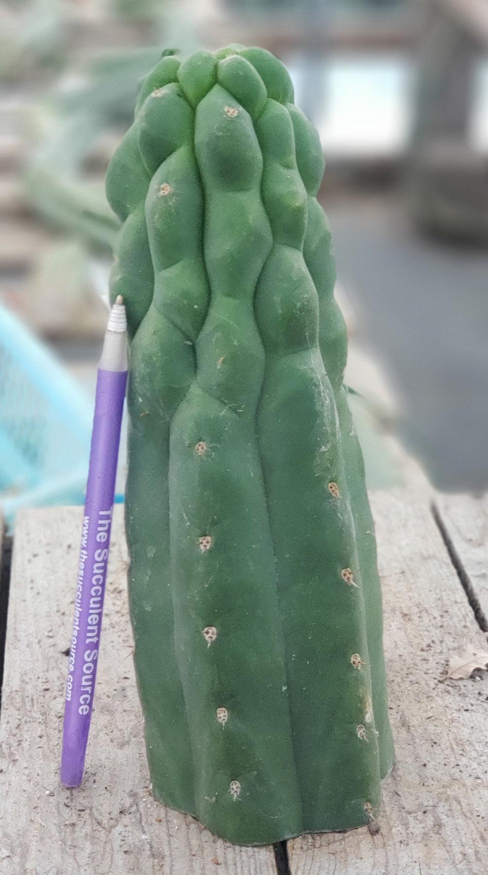 Buy TPM Cactus Cuttings | Trichocereus Pachanoi Monstrose | Rare Succulent Plants for Home & Garden Decor