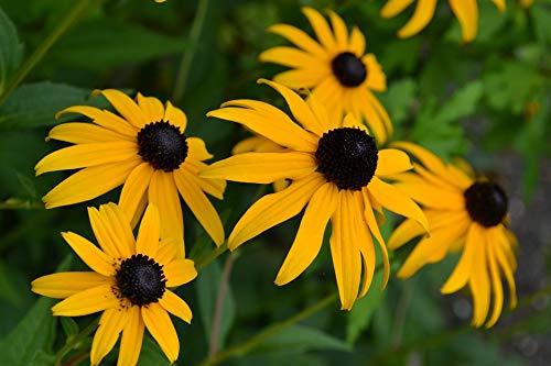 20x30 Inch Laminated Yellow Flower Poster - Vibrant Nature & Garden Wall Art for Bedroom Decor - Perfect for Home, Office, or Gift - Fits Standard Frames