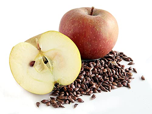 Pure Natural Unrefined Apple Seed Oil 128 oz (1 Gallon) - Cold Pressed Extra Virgin for Face, Skin, Hands, Hair & Nails - Organic Pyrus Malus Seed Oil for Facial Care & DIY Beauty Recipes - Perfect for Massage, Aromatherapy & Natural Skincare Routines