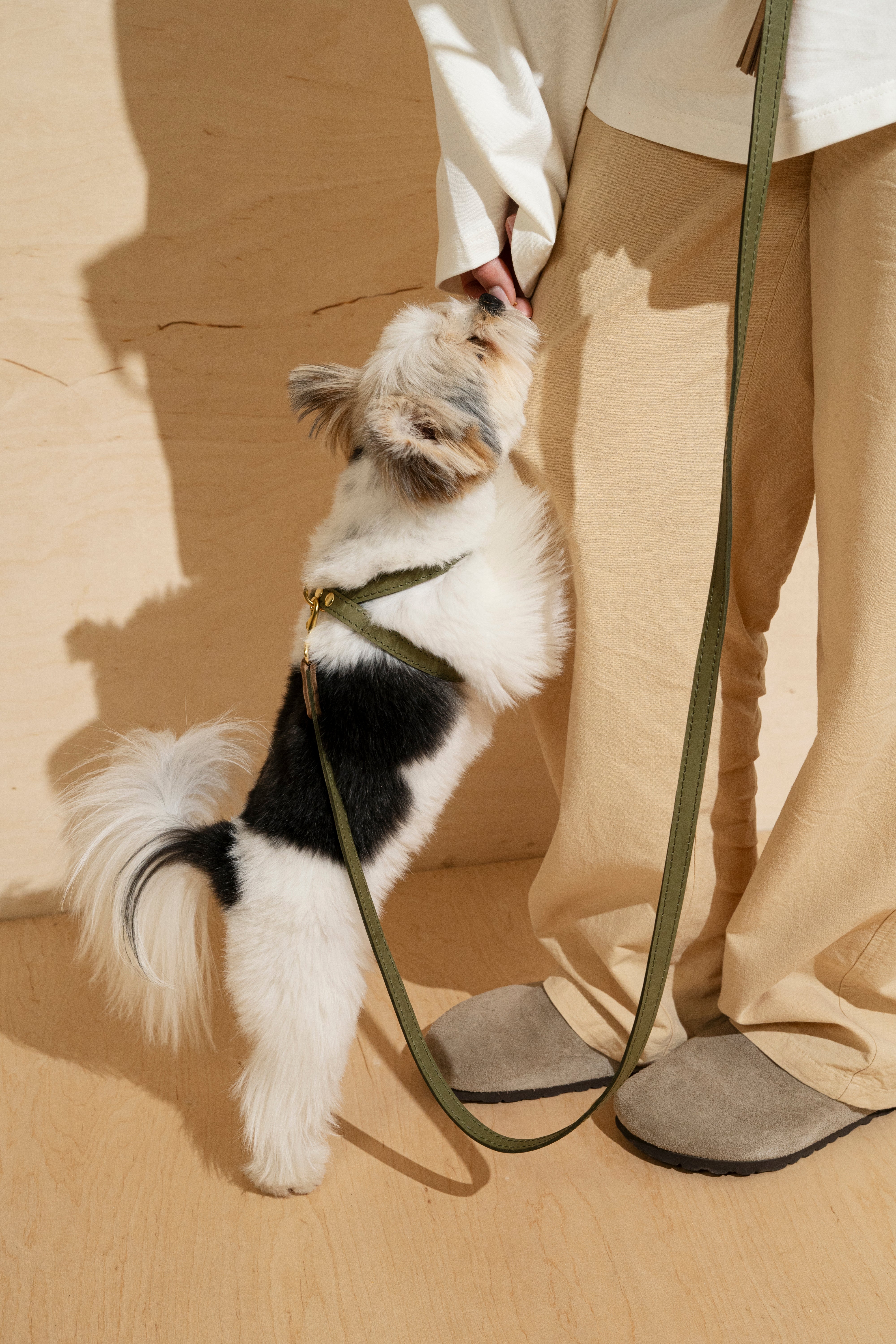 Walk Kit for Dogs - Walkony Leash & Harness Set in Green & Beige | Comfortable & Durable for Walking, Hiking & Outdoor Adventures