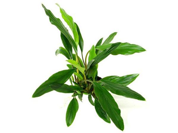 TCulture Homalomena sp. Sekadau South (TC Cup) - Rare Tropical Houseplant for Home & Office Decor - Perfect for Indoor Gardens, Terrariums, and Plant Collections