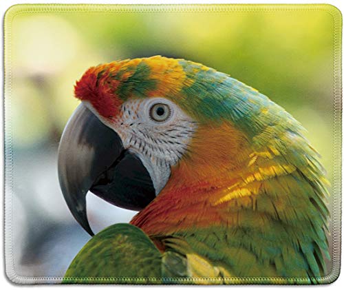 Beautiful Parrot