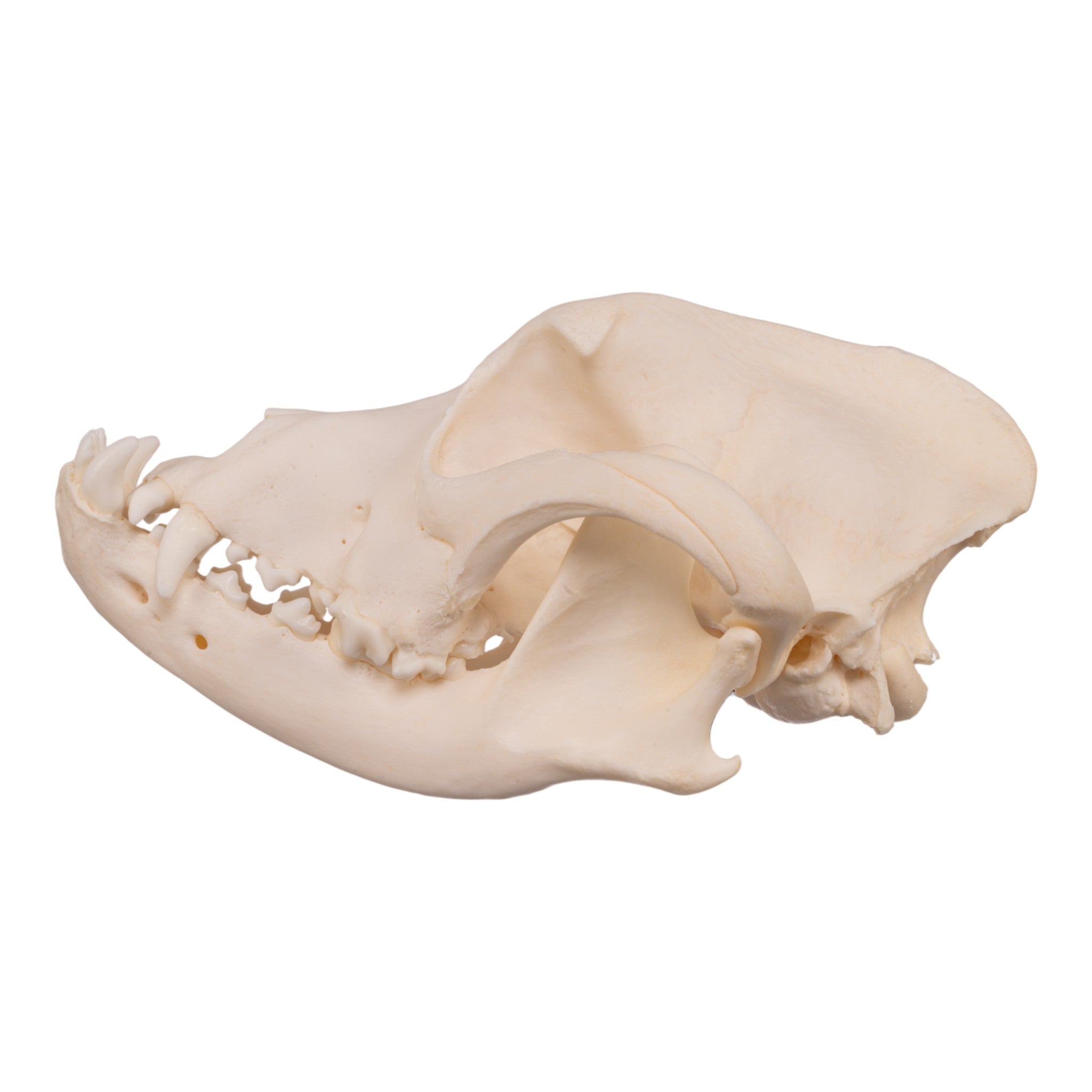 Authentic Boxer Dog Skull - Real Domestic Canine Specimen for Veterinary Study, Taxidermy & Halloween Decor | Perfect for Science Classrooms, Oddity Collectors & Spooky Home Displays
