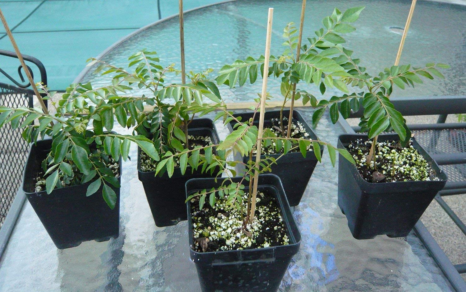 Buy Gamthi Curry Leaf Plant Online | Fresh & Organic Curry Leaves for Cooking | Perfect for Indian, Thai & Sri Lankan Cuisine | Home Garden & Kitchen Use
