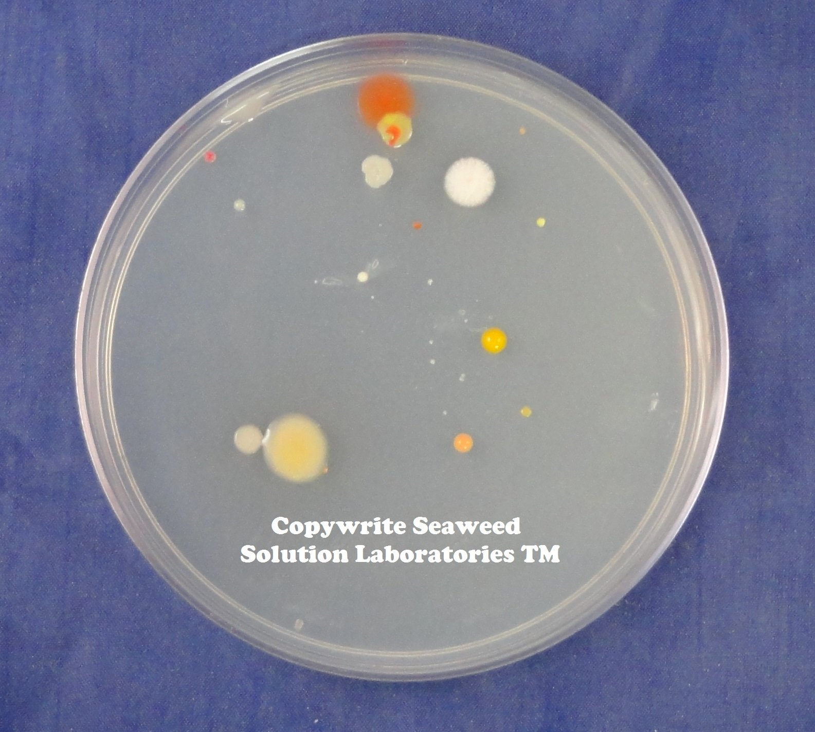Sterilized Nutrient Agar - 10 Pack of 100mm x 15mm Petri Dishes for Microbiology Lab, Bacterial Culture, and Research Experiments