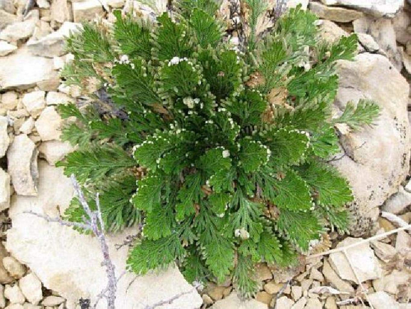 Resurrection Plant - Rose of Jericho Live Dinosaur Fern for Home Decor, Terrarium & Spiritual Healing | Drought-Resistant Indoor Plant