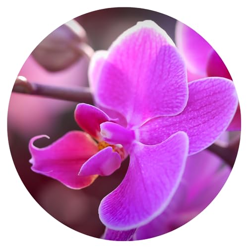 Orchid