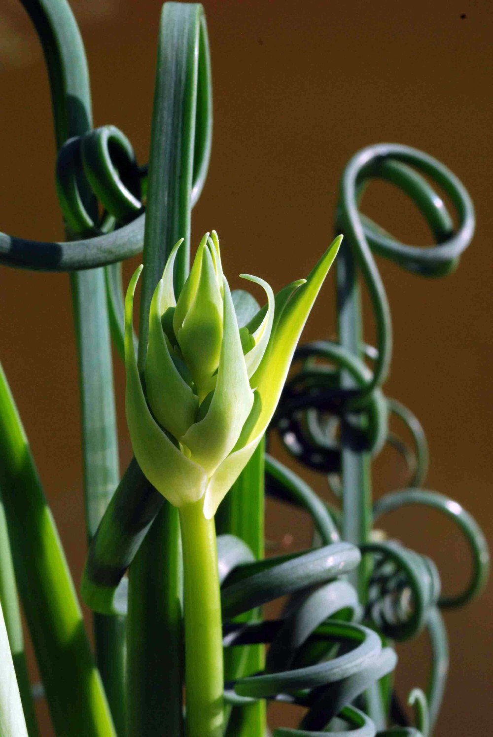 Albuca Spiralis (Frizzle Sizzle Plant) - 2 Live Bulbs - Rare Succulent Houseplant for Indoor Decor, Office Desk, or Gift Idea