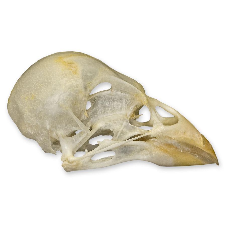 Authentic Society Finch Skull Specimen - Unique Collectible for Science, Education & Gothic Decor | Perfect for Biology Classrooms, Taxidermy Displays & Dark Aesthetic Home Decor