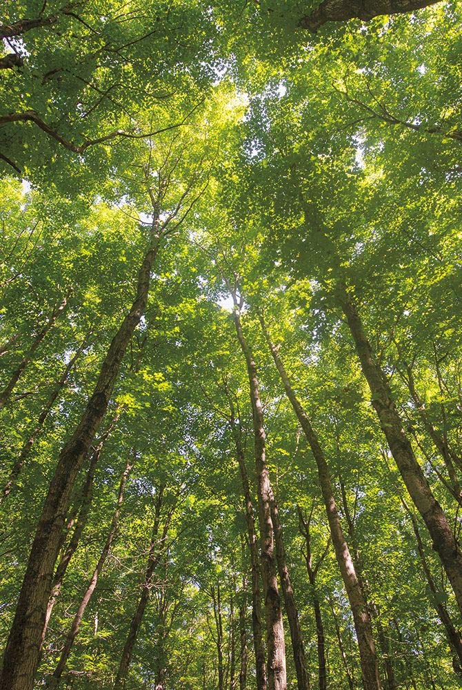 PDX52768LARGE Hardwood Forest Canopy II Photo Print - 24x36 Inch Nature Wall Art - Multi-Color Landscape Poster for Living Room, Bedroom & Office Decor