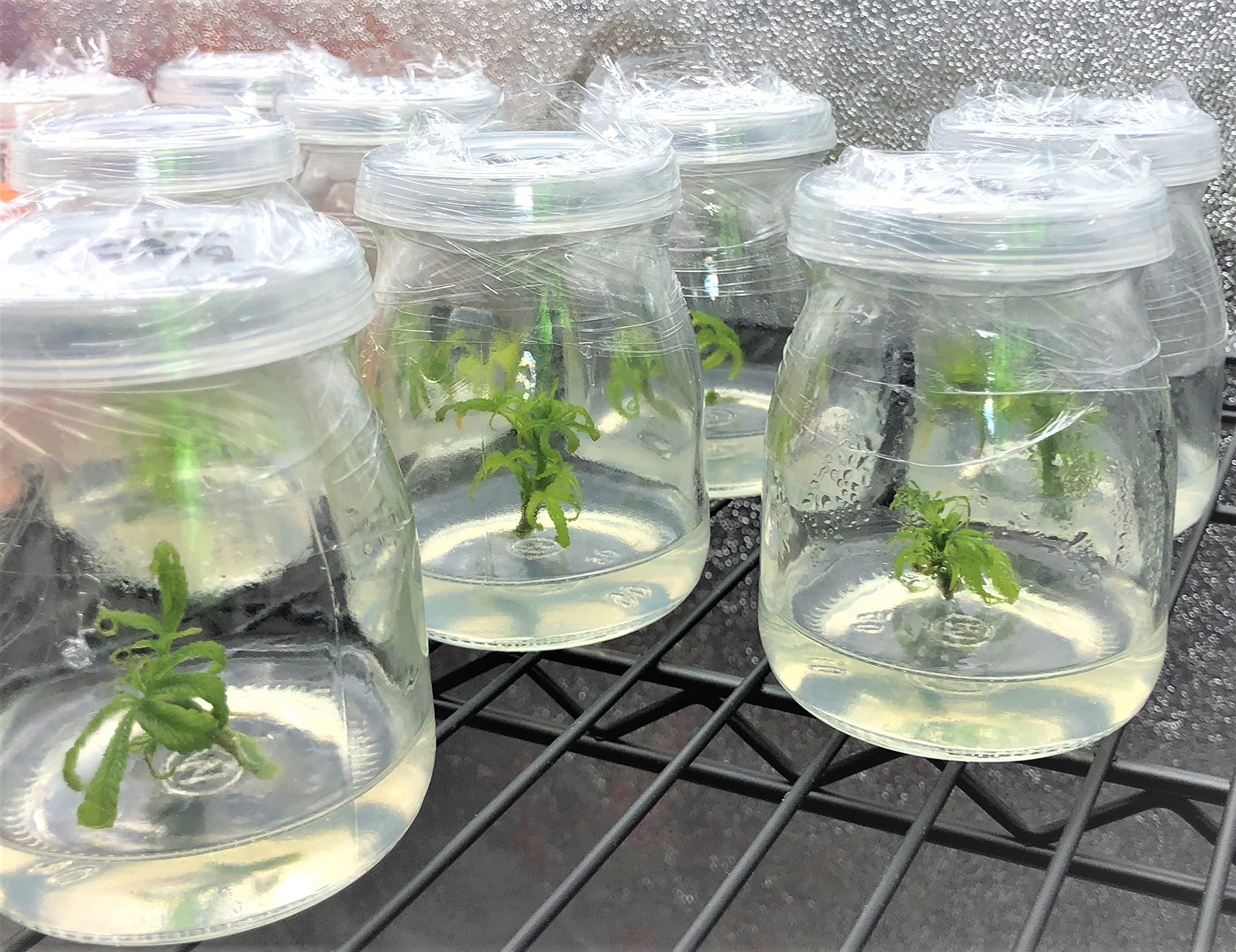 Premium Cannabis Cloning Tissue Culture Kit - Complete Set with Guide, Growth Media, Sterile Containers & Tools for Home Growers & Hydroponics Enthusiasts | Perfect for Indoor Gardening, Plant Propagation & DIY Cloning Projects